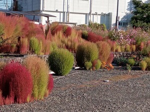 秋の花カフェアダージョ: 花カフェ Adagioへようこそ